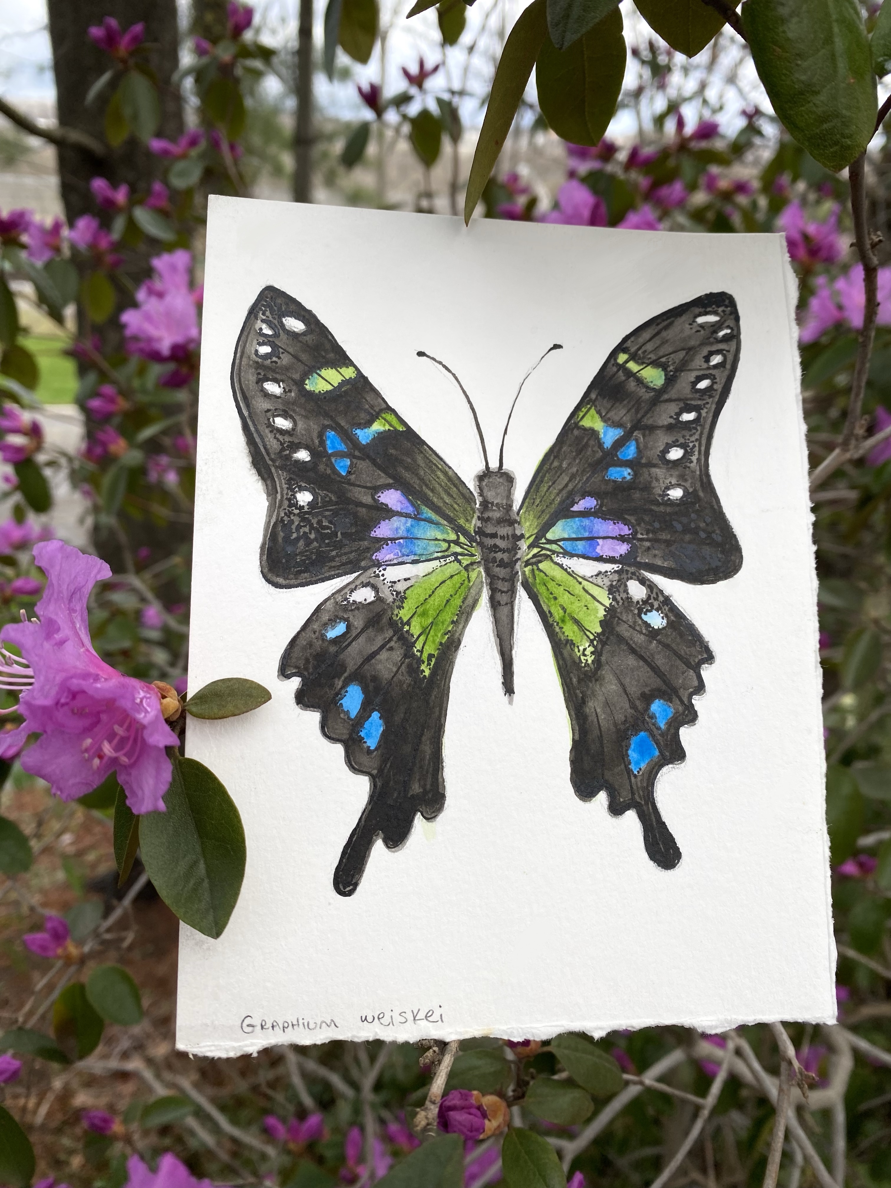 Graphium weiskei